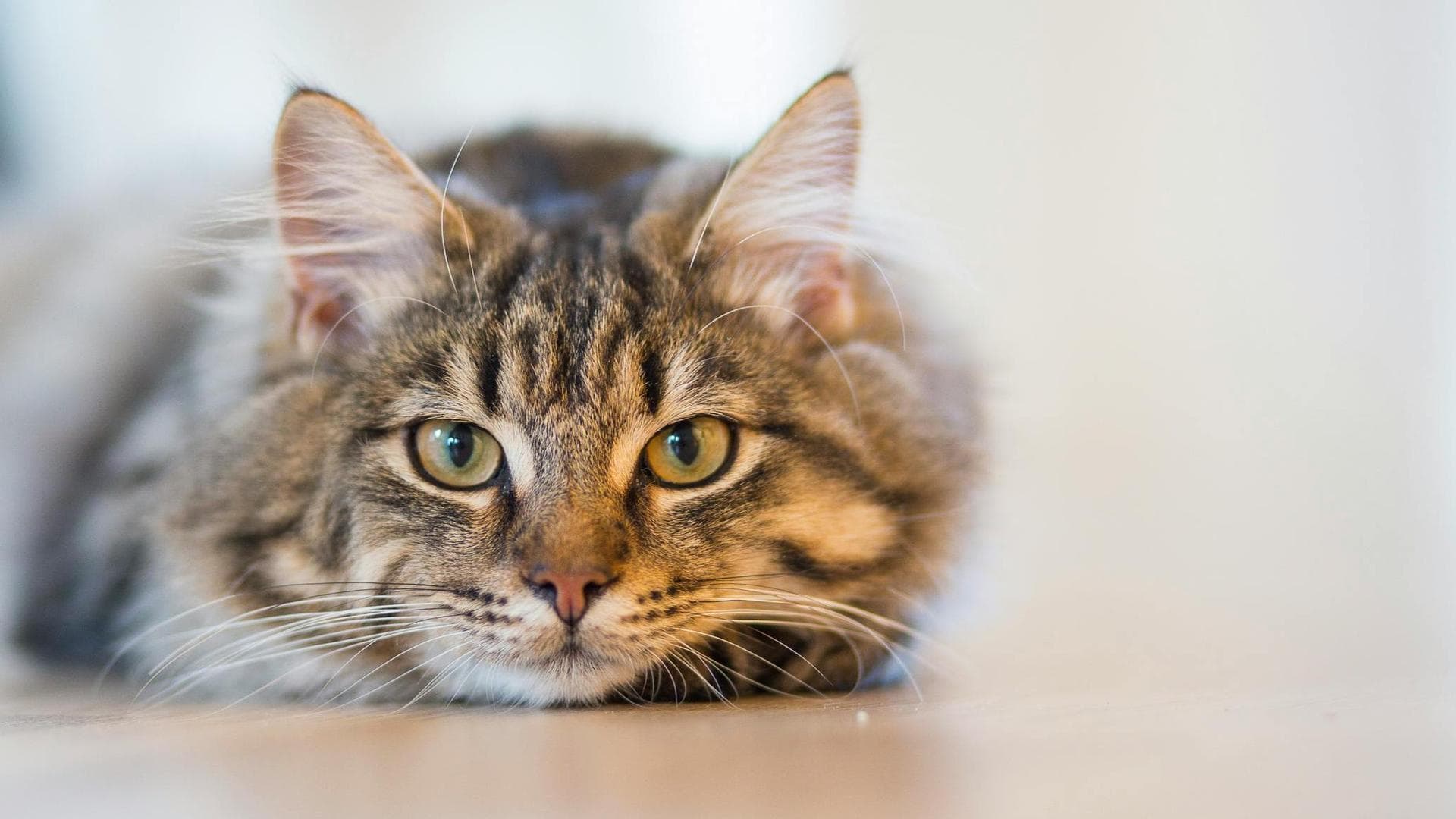 Dog & Cat Vets in Omaha