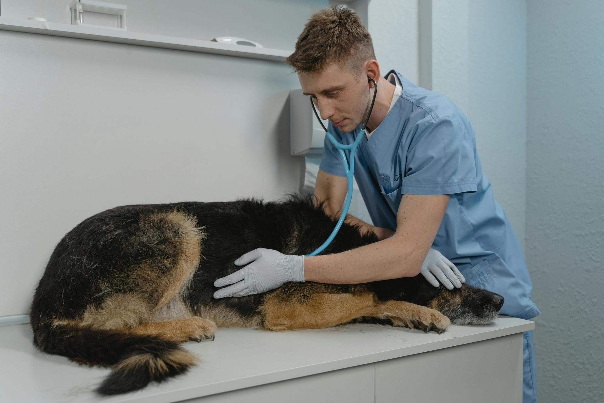 Vet Prices in Omaha